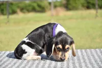 Lyra, a female Beagle for sale in Dade City, FL – 9 of 9