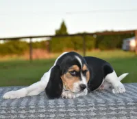 Aurora, a female Beagle for sale in Dade City, FL – 4 of 7
