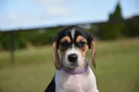Nova, a female Beagle for sale in Dade City, FL – 3 of 8