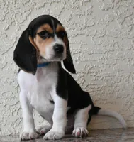 Gunner, a male Beagle for sale in Dade City, FL – 7 of 9