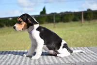 Nova, a female Beagle for sale in Dade City, FL – 8 of 8