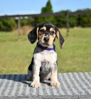 Lyra, a female Beagle for sale in Dade City, FL – 7 of 9