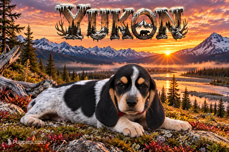 Yukon – Beagle puppy for sale in Dade City, FL
