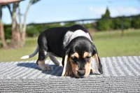 Vega, a female Beagle for sale in Dade City, FL – 5 of 6