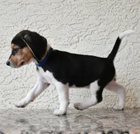 Benson, a male Beagle for sale in Dade City, FL – 5 of 9