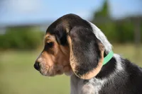 Apollo, a male Beagle for sale in Dade City, FL – 6 of 9