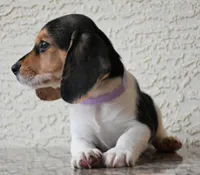 Tilly, a female Beagle for sale in Dade City, FL – 4 of 9