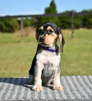 Lyra, a female Beagle for sale in Dade City, FL – 6 of 9