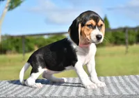 Vesper, a female Beagle for sale in Dade City, FL – 4 of 8