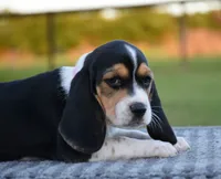 Aurora, a female Beagle for sale in Dade City, FL – 2 of 7