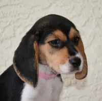 Cheyenne, a female Beagle for sale in Dade City, FL – 4 of 8