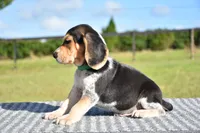 Apollo, a male Beagle for sale in Dade City, FL – 4 of 9