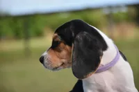 Nova, a female Beagle for sale in Dade City, FL – 4 of 8