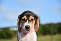 Vesper, a female Beagle for sale in Dade City, FL – 5 of 8