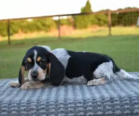 Yukon, a male Beagle for sale in Dade City, FL – 8 of 9