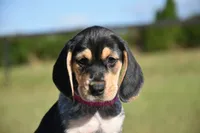 Vega, a female Beagle for sale in Dade City, FL – 2 of 6