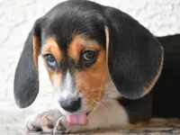 Ranger, a male Beagle for sale in Dade City, FL – 2 of 10