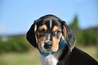 Atlas, a male Beagle for sale in Dade City, FL – 3 of 8