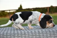 Hatcher, a male Beagle for sale in Dade City, FL – 5 of 10