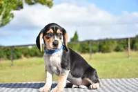 Orion, a male Beagle for sale in Dade City, FL – 6 of 8