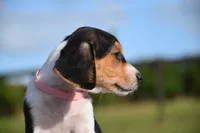 Vesper, a female Beagle for sale in Dade City, FL – 6 of 8
