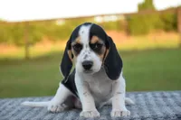Juneau, a female Beagle for sale in Dade City, FL – 3 of 8