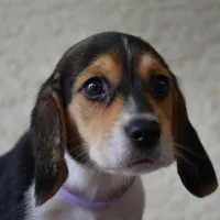 Tilly, a female Beagle for sale in Dade City, FL – 7 of 9