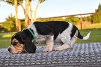 Koda, a male Beagle for sale in Dade City, FL – 4 of 8