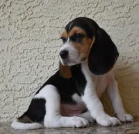 Gunner, a male Beagle for sale in Dade City, FL – 3 of 9