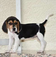 Cheyenne, a female Beagle for sale in Dade City, FL – 3 of 8