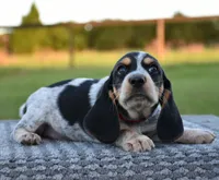 Yukon, a male Beagle for sale in Dade City, FL – 5 of 9