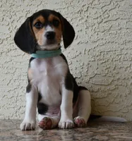 Ranger, a male Beagle for sale in Dade City, FL – 10 of 10