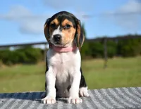 Vesper, a female Beagle for sale in Dade City, FL – 2 of 8
