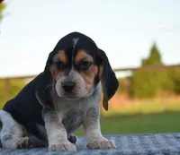 Koda, a male Beagle for sale in Dade City, FL – 8 of 8