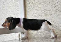 Tilly, a female Beagle for sale in Dade City, FL – 6 of 9