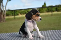 Nova, a female Beagle for sale in Dade City, FL – 6 of 8