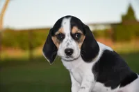 Juneau, a female Beagle for sale in Dade City, FL – 6 of 8