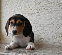 Ranger, a male Beagle for sale in Dade City, FL – 6 of 10
