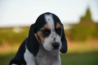Juneau, a female Beagle for sale in Dade City, FL – 7 of 8