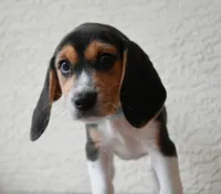 Ranger, a male Beagle for sale in Dade City, FL – 9 of 10