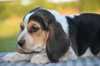 Denali, a male Beagle for sale in Dade City, FL – 5 of 9