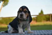 Koda, a male Beagle for sale in Dade City, FL – 7 of 8