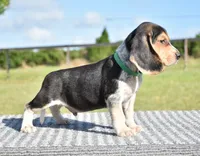 Apollo, a male Beagle for sale in Dade City, FL – 2 of 9