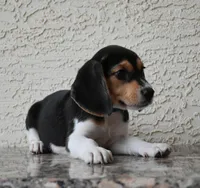 Benson, a male Beagle for sale in Dade City, FL – 7 of 9