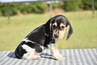 Lyra, a female Beagle for sale in Dade City, FL – 5 of 9