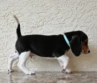 Ranger, a male Beagle for sale in Dade City, FL – 7 of 10