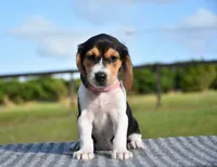 Vesper, a female Beagle for sale in Dade City, FL – 7 of 8