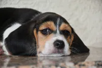 Gunner, a male Beagle for sale in Dade City, FL – 5 of 9