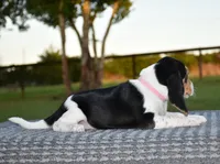 Aurora, a female Beagle for sale in Dade City, FL – 6 of 7