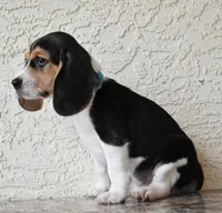 Gunner, a male Beagle for sale in Dade City, FL – 8 of 9